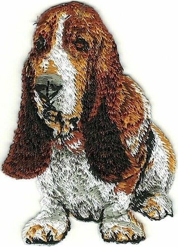 Brown white basset - white,
