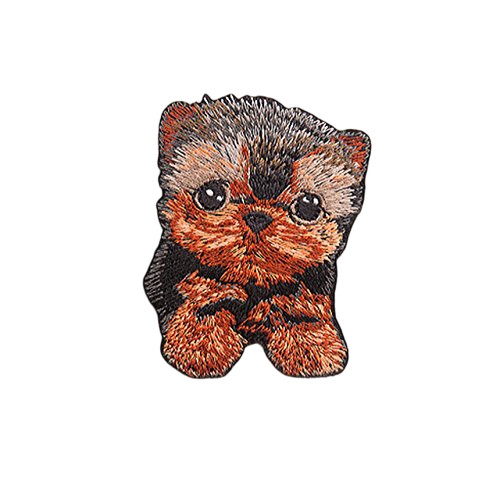 Yorkie yorkshire terrier cute - yorkshire,