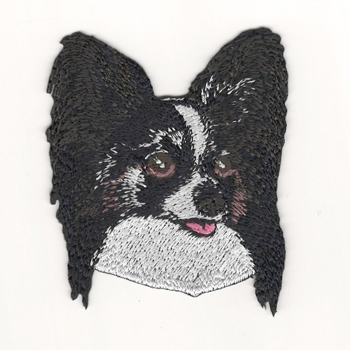 Black white papillon - white, patch